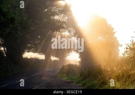 Morning sunlight and mist with sun rays streaming through roadside trees onto a rural country lane Stock Photo