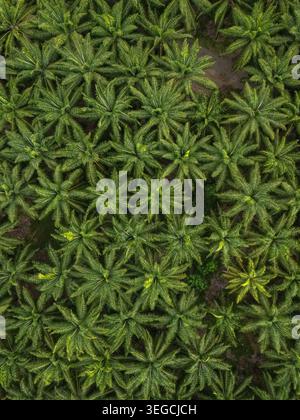 Aerial view of Llorona Palm Fields featuring dense rows of oil palm trees with vibrant green fronds and symmetrical patterns in Quepos, Provincia de P Stock Photo