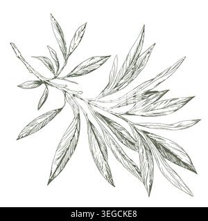 A sprig of olive or bamboo with leaves, a hand-drawn sketch. Vector illustration. A branch of eucalyptus, isolated on white background. Subjects of cu Stock Vector
