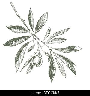 A sprig of olive with berries, a hand-drawn sketch. Vector illustration. A spring twig with leaves, isolated on a white background. The theme of Stock Vector