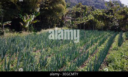 Green onion crops growing in neat rows on a sustainable organic farm field Stock Photo