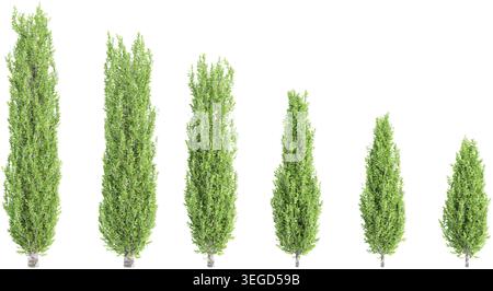 3d illustration of Columnar hornbeam garden plants isolated on transparent background. High resolution for digital composition Stock Vector