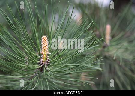 Close-up of a young male pine cone pollen bud growing on a pine tree branch with long green needles in spring. Stock Photo