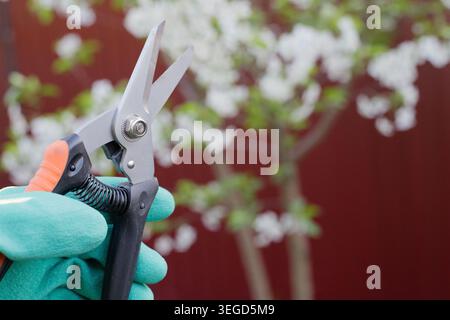 Gardener preparing to trim fruit trees in the orchard. Close-up of cutting tool against white springtime blossoms and a brown fence. Backyard seasonal Stock Photo
