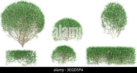 3d rendering of Dwarf orange jessamine trees on transparent background Stock Vector