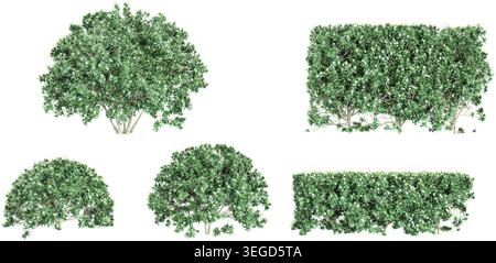 collection of Pinwheel flower trees beautiful isolated on white background Stock Vector