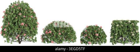 Dwarf ixora Trees isolated on white background, tropical trees isolated used for design Stock Vector
