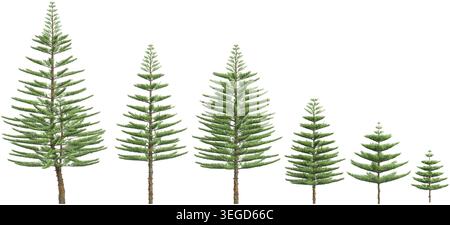 Norfolk Island pine plants isolated on white background Stock Vector