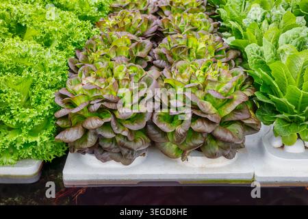Growth of various crops of fresh green and red lettuce on polystyrene blocks in water Stock Photo