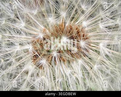 Macro abstract background of a dandelion seed head (clock), showing intricate white pappus fibres and seeds radiating from the centre of the wildflowe Stock Photo
