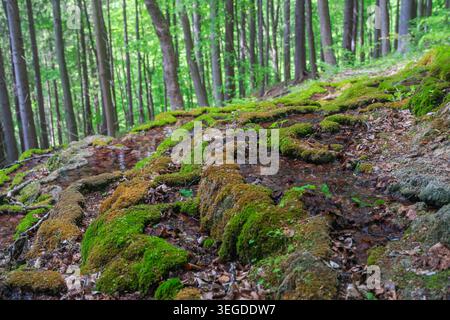 View of the Pancierovske travertines with moss-covered rocks and flowing water in a lush green forest Banska Bystrica, Banskobystricky kraj, Slovakia. Stock Photo