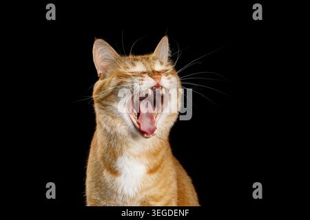 Ginger tabby cat yawning widely with mouth open showing teeth and tongue on isolated black background in studio portrait Stock Photo