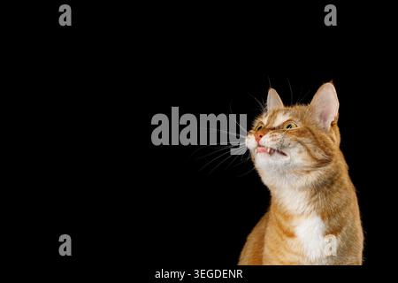 Ginger tabby cat with curious sideways glance looking to side against isolated black background in studio portrait Stock Photo