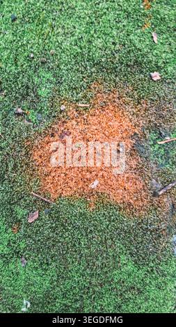 Close up view of moss growing on a pavement with discoloration in the center Stock Photo