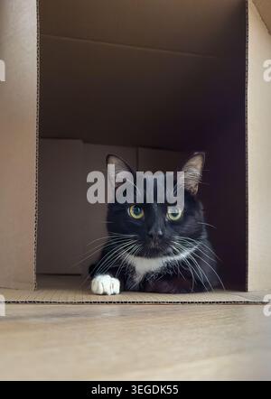 Black and white tuxedo cat resting inside a cardboard box indoors. Stock Photo