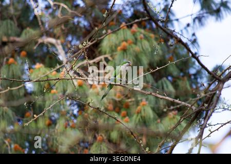 Green parrot perched on thin tree branches with soft blurred foliage and orange buds in background, natural wildlife scene outdoors in daylight. Stock Photo