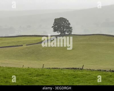 View of a lone tree standing on a ridge above dry stone walls and rolling green hills under a misty sky in the Yorkshire Dales Hawes, England, United Stock Photo
