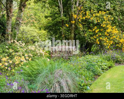 Garden bench amid azaleas and parennials in the Birch Wood at The Garden House, Devon, UK Stock Photo