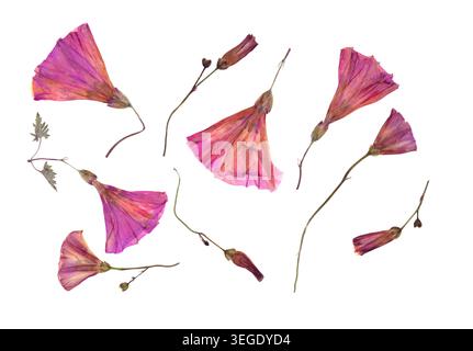 Herbarium collection features pressed dried pink malva flowers and buds isolated on white background. Flat lay botanical arrangement showcases Stock Photo