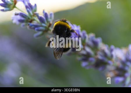 Close-up of a bumblebee collecting pollen from lavender flowers in the Austrian countryside, summer macro nature photography. Stock Photo