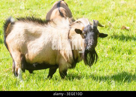 Adult ram African Pygmy Goat, Dwarf Goat, Miniature Goat in farm field, Western Cape, South Africa Stock Photo