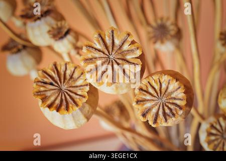 Close-up of dried Papaver somniferum seed capsules on peach background. Stock Photo