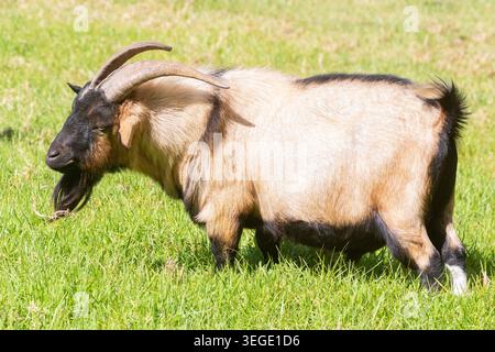 Adult ram African Pygmy Goat, Dwarf Goat, Miniature Goat in farm field, Western Cape, South Africa Stock Photo