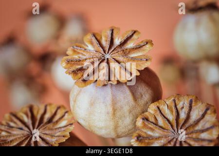 Close-up of dried Papaver somniferum seed capsules on peach background. Stock Photo