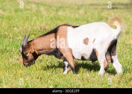 Eight month old young ram African Pygmy Goat, Dwarf Goat, Miniature Goat in farm field Stock Photo