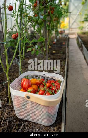 Bucket filled with freshly picked red homegrown tomatoes standing on ground inside greenhouse. Stock Photo