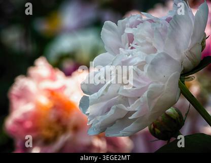 A close up view of a Chinese Peony Stock Photo
