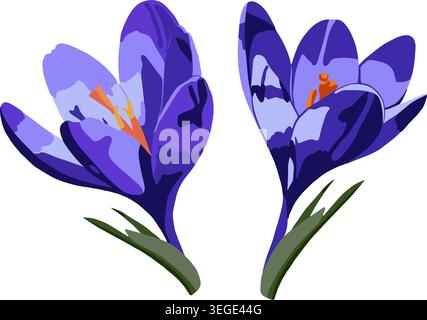 Vector isolated illustration of crocus flowers. Stock Vector