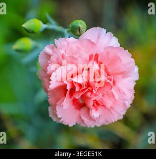 The pink flower head of a Carnation flower (Dianthus caryophyllus), England, UK Stock Photo