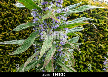 A close-up view of an Echium pininana flower spike showing purple blossoms and long green leaves against a green hedge, Dublin, Ireland. Stock Photo