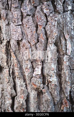 close-up shot of tree bark texture Stock Photo