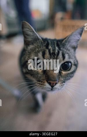 A beautiful vertical close-up shot of a domestic tabby cat with large green eyes and distinct striped fur. The cat is sitting peacefully in an outdoor Stock Photo