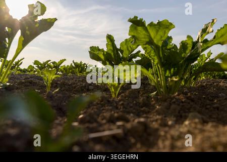Beetroot plant grows in the ground in a field, a healthy green sugar beet plant with textured leaves against a blue sunset sky with an organic surface Stock Photo