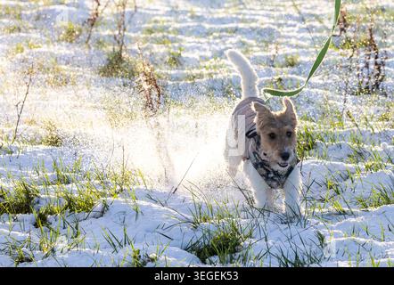 Fox Terrier dog enjoying playing in snow Stock Photo