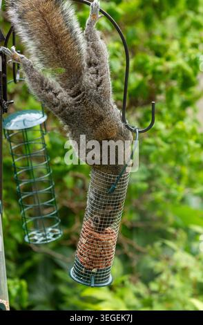 A Grey Squirrel (Sciurus carolinensis) attempting to feed from a hanging bird feeder Stock Photo