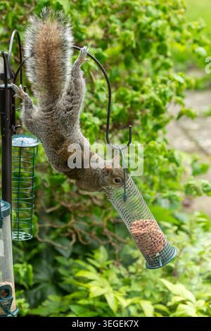 A Grey Squirrel (Sciurus carolinensis) attempting to feed from a hanging bird feeder Stock Photo