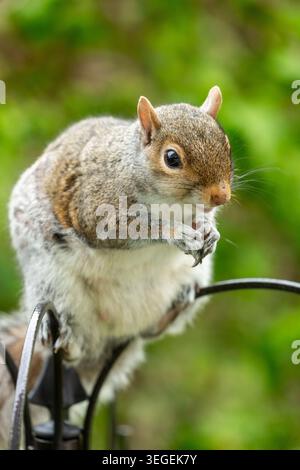 Portrait of a Grey Squirrel (Sciurus carolinensis) Stock Photo
