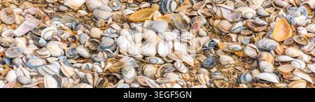 Assortment of sea shells on the beach Stock Photo
