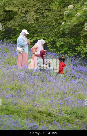 Asian family enjoying a spring walk among vibrant bluebells in the Clent Hills, capturing a peaceful National Trust woodland moment Stock Photo