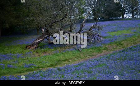 Fallen tree surrounded by a dense carpet of spring bluebells in the Clent Hills woodland Stock Photo