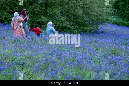 Asian family enjoying a spring walk among vibrant bluebells in the Clent Hills, capturing a peaceful National Trust woodland moment Stock Photo