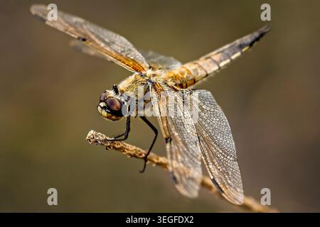 Golden-winged dragonfly poised on a twig, its delicate glasslike wings glowing in soft natural light. Stock Photo