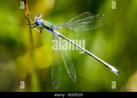 Emerald damselfly (spreadwing damselfly) resting on a sunlit reed, showing delicate wings and vivid blue eyes in perfect natural detail. Stock Photo