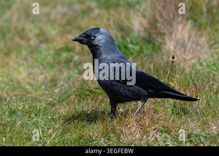 Jackdaw (Corvus monedula) feeding on coastal grassland. Stock Photo