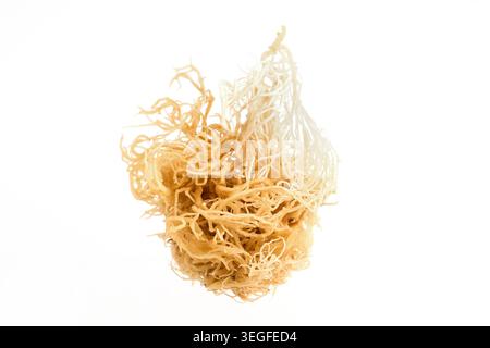 Dried irish sea moss superfood on white background Stock Photo