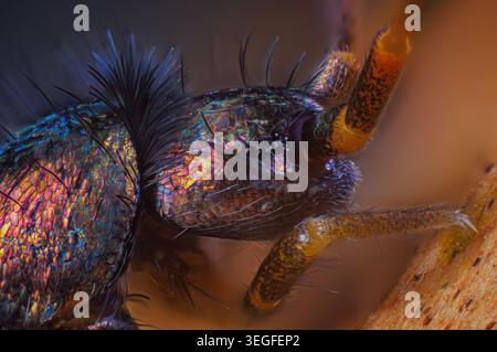 Slender springtail portrait, Orchesella flavescens on wood, close up focus stacked macro photo Stock Photo